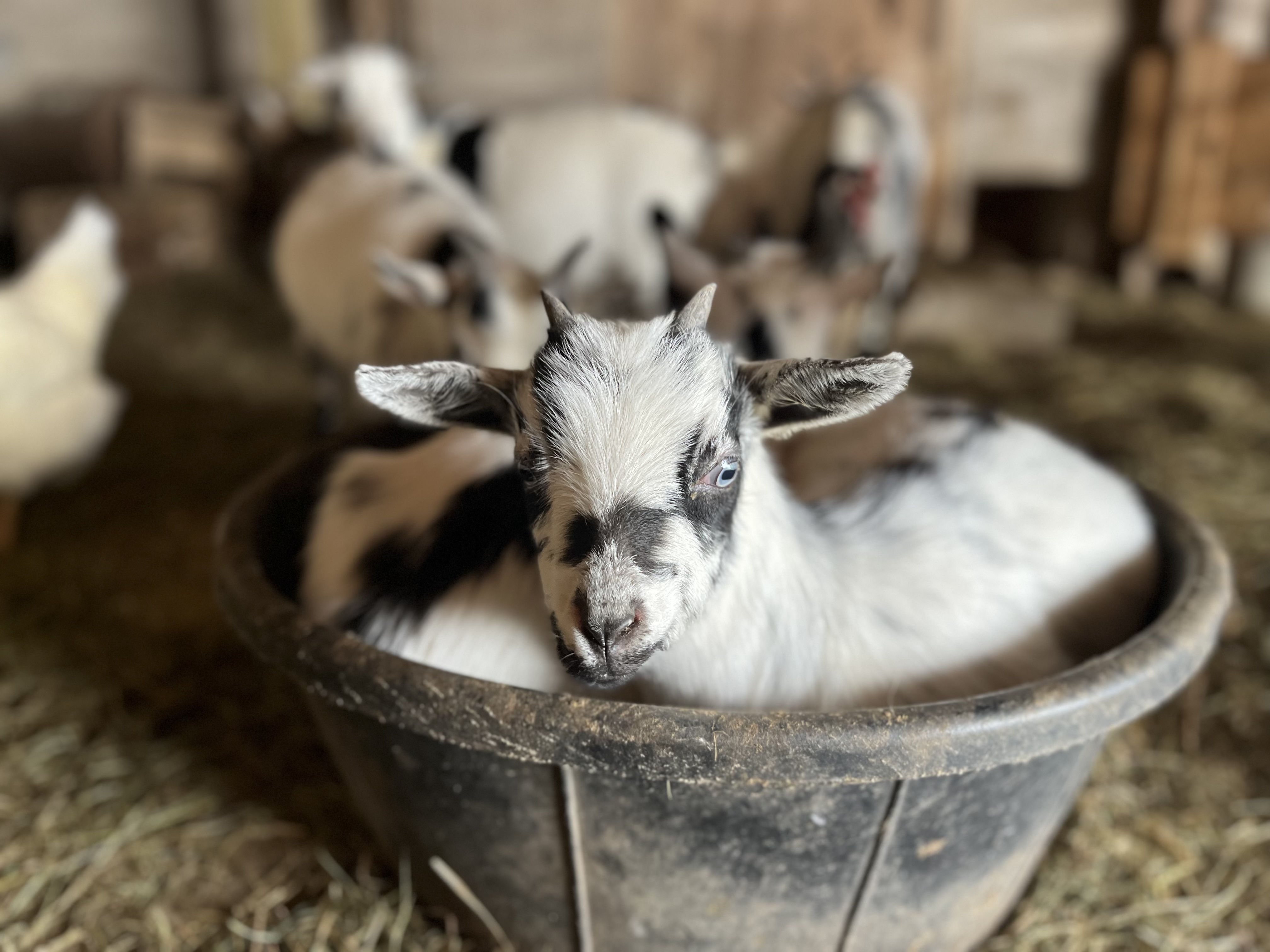 Day Mattingly_Baby goats